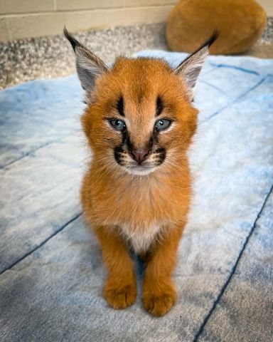 Caracal Kitten 