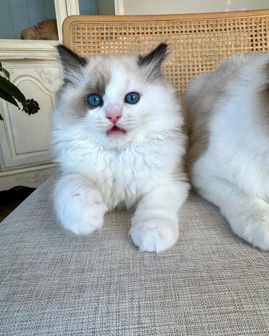 Ragdoll kittens  2