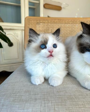 Ragdoll kittens  3