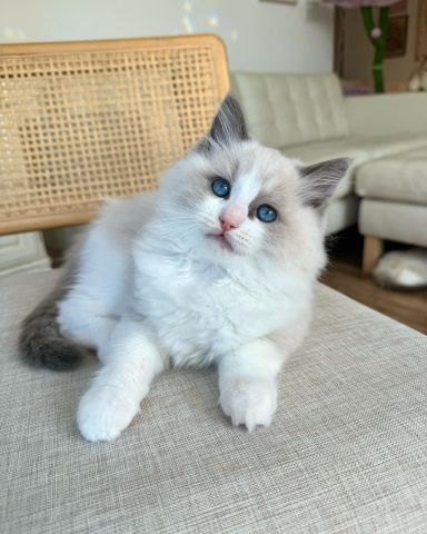 Ragdoll kittens  4