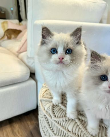 Ragdoll kittens  6