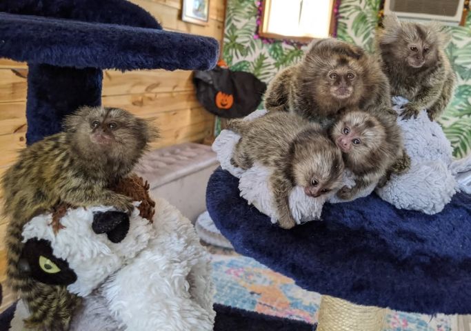 Male and female marmoset monkeys ready for adoption to any good a