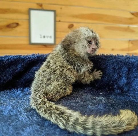 Male and Female Marmoset Monkeys Available 1