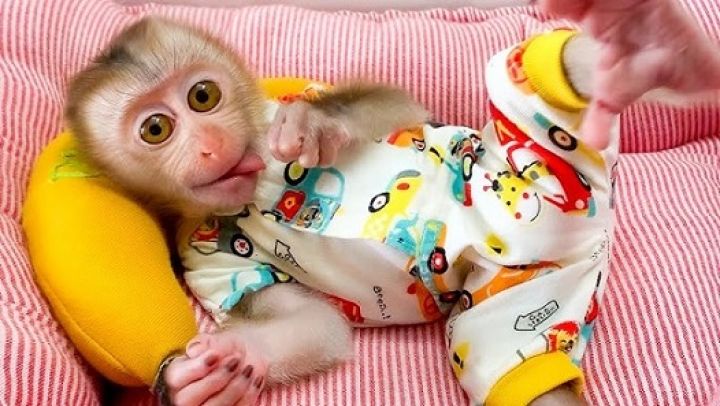 capuchin, spider, marmoset, squirrel monkey & Kinkajou babies for