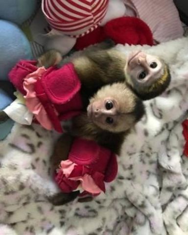 Pets- baby monkeys for adoption