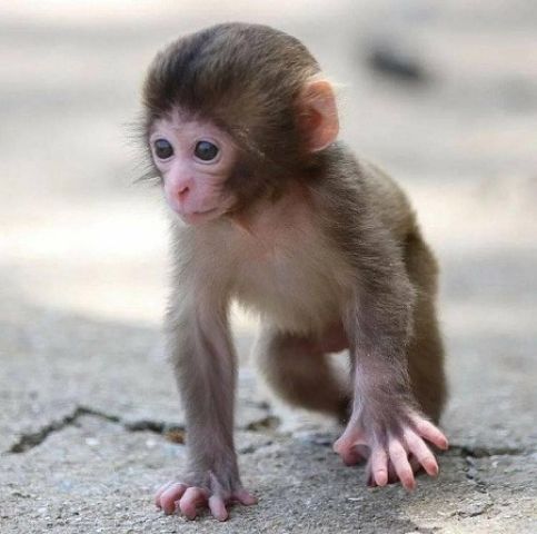 2 Intelligent Male and Female Capuchin monkeys