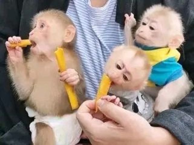 Extra Charming Top Quality Male and Female capuchin monkey For Ad