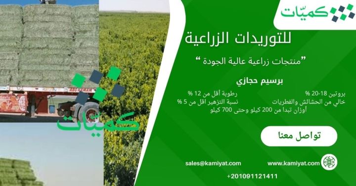 برسيم حجازي مصري 00201159898999