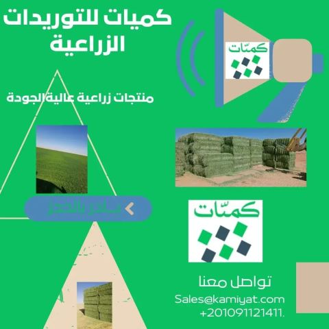 برسيم حجازي مصري 00201159898999 3