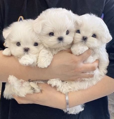 Two Teacup Maltese Puppies Needs a New Family