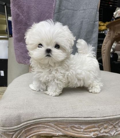 Stunning Genuine Maltese Puppies