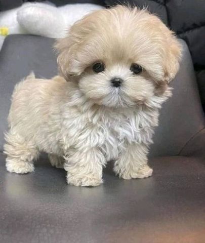 Great Bloodlines Maltipoo Puppies