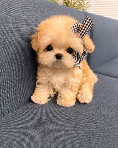 Micro Cute Toy Poodles Puppies For Adoption