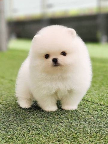 Home Raised Pomeranian Puppies Available