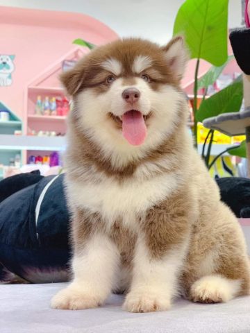Awesome Blue Eyes Siberian Husky   Puppies Available