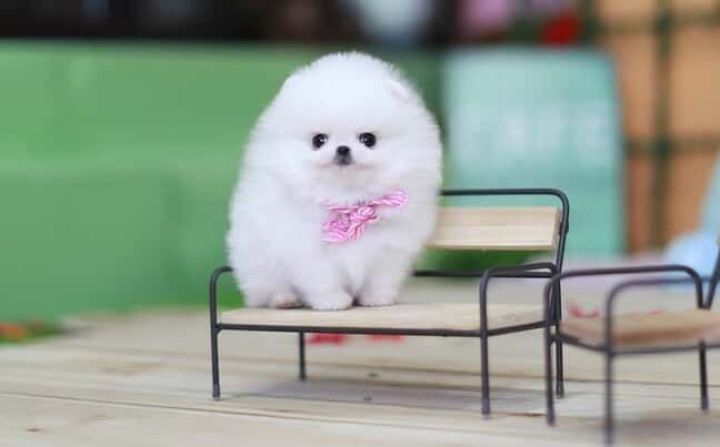 Priceless White Pomeranian Puppy For Adoption