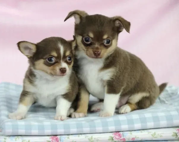 Beautiful white Chihuahua Puppies Available Free
