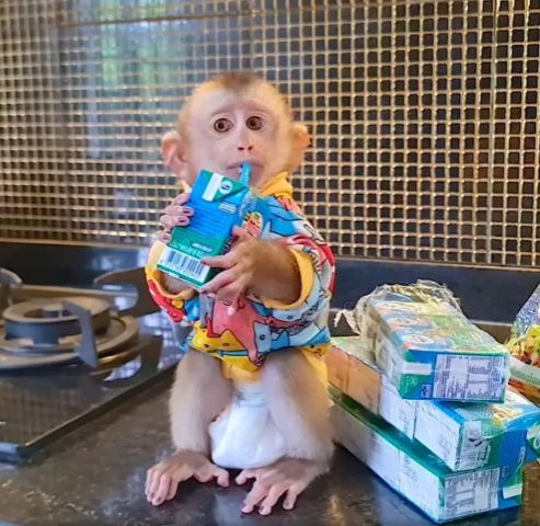 Monkey for sale now