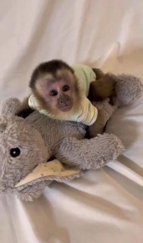 For a monkey 