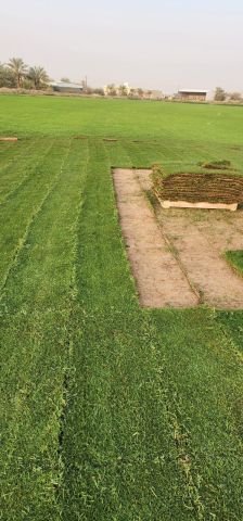 توريد ثيل طبيعي سي الفين  5