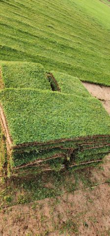 توريد ثيل طبيعي سي الفين  7