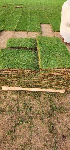 توريد ثيل طبيعي سي الفين  8