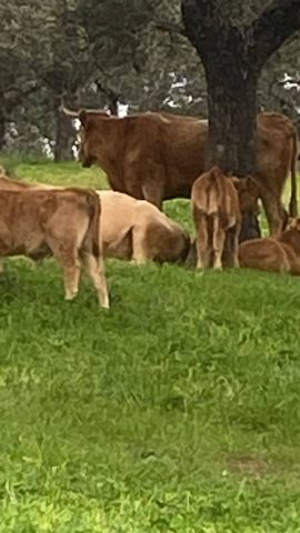 استثمار مزارع للبيع في اسبانيا 7