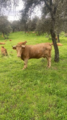 استثمار مزارع للبيع في اسبانيا 8