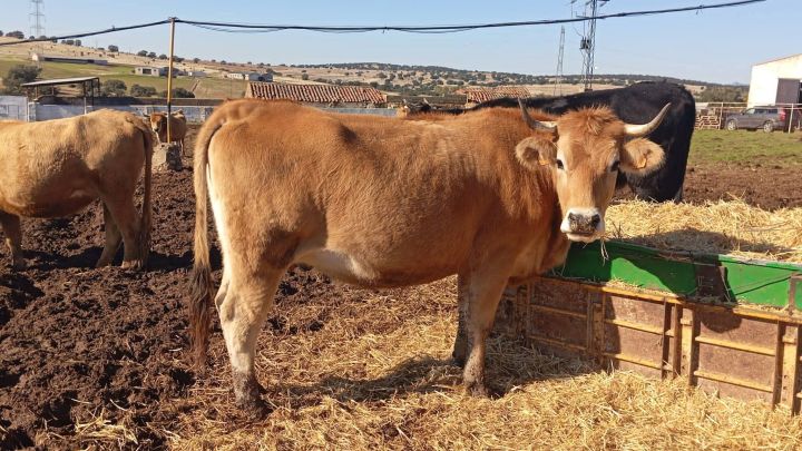 استثمارات مزارع واراضي للبيع في اسبانيا 2