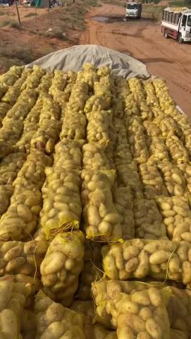 بطاطس حائل 2 كيلو 