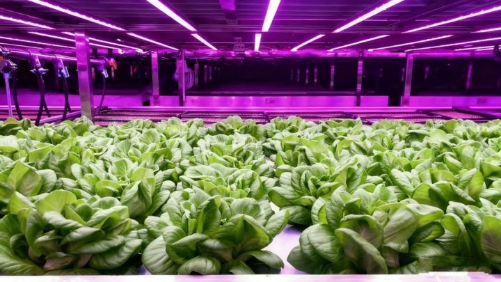 مكتب دراسات واستشارات متخصص في الزراعة الحديثة والهيدروبونيك  3