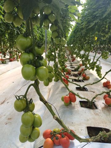 مكتب دراسات واستشارات متخصص في الزراعة الحديثة والهيدروبونيك  4