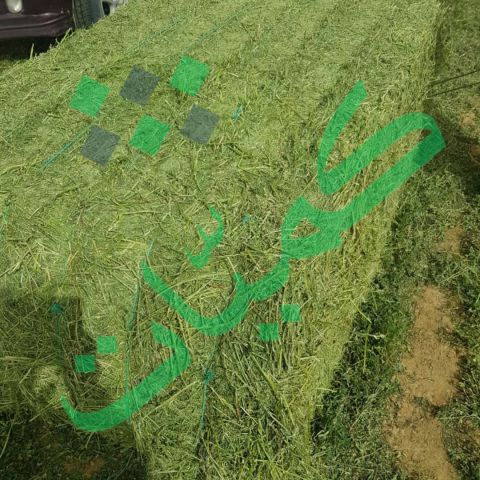 برسيم حجازي صافي بدون خلط شركة كميات 3