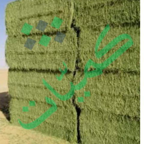 برسيم حجازي صافي بدون خلط شركة كميات 4