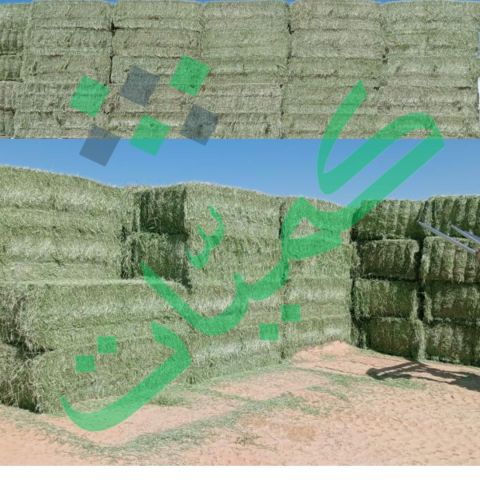 برسيم حجازي صافي بدون خلط شركة كميات 6