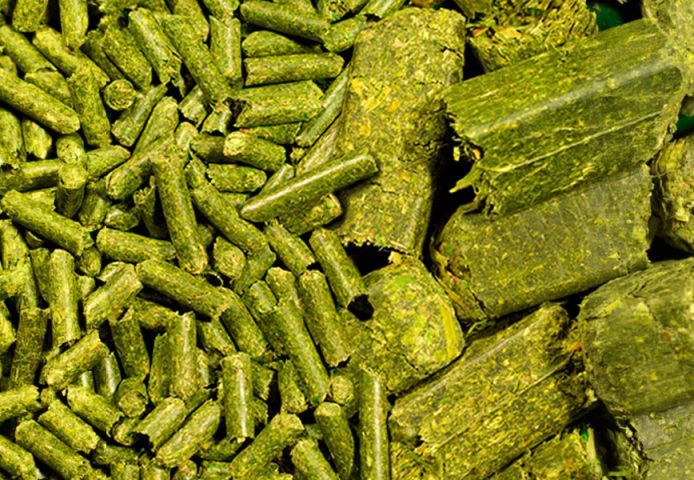 برسيم حجازي صافي بدون خلط شركة كميات 8