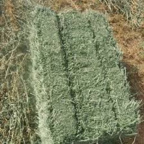 برسيم حجازي صافي بدون خلط شركة كميات 10