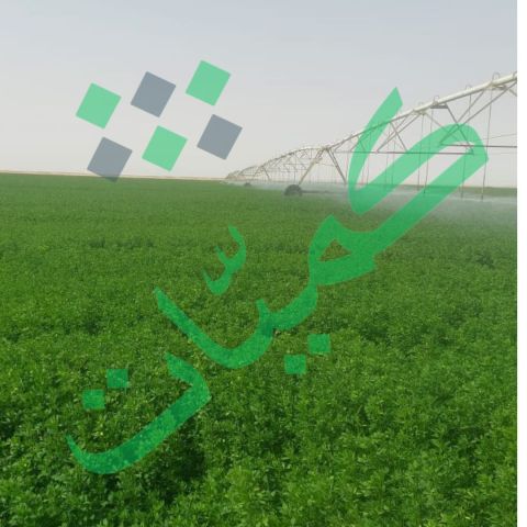 برسيم حجازي أمريكي من شركة كميات السعودية 3