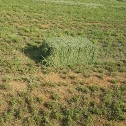 برسيم حجازي أمريكي من شركة كميات السعودية 4