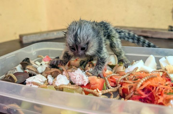 قرود مارموست للبيع (قرود الإصبع للبيع)