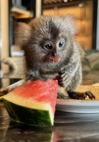 قرود مارموست للبيع (قرود الإصبع للبيع) 2