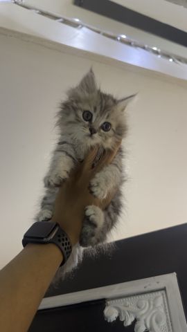 قطه اليفه ولعوبه وخاليه من الامراض  للبيع عمر شهرين (شيرازي)