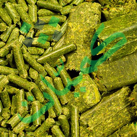 برسيم حجازي كميات مصر والسعودية