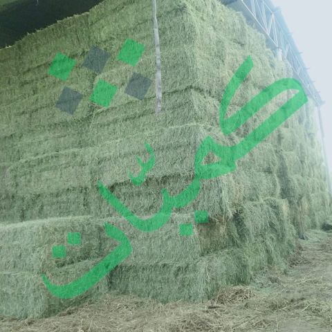 برسيم حجازي كميات مصر والسعودية 3