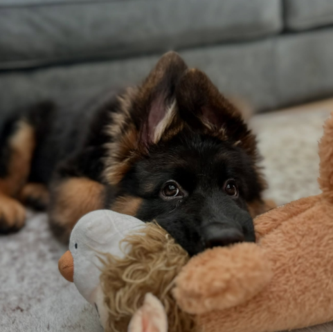 جراوي الراعي الألماني للبيع 2