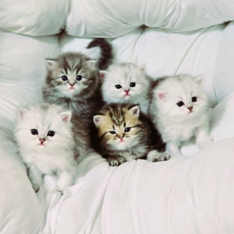 لدينا قطط فارسية صغيرة وجميلة بوجوه مثل الدمى متوفرة.