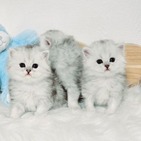 لدينا قطط فارسية صغيرة وجميلة بوجوه مثل الدمى متوفرة. 2