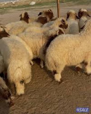 ذبائح إبراهيم محمد – نخبة النعيمي في الرياض