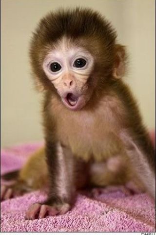 Tamed Capuchin Monkeys