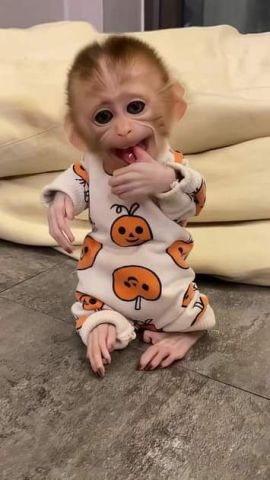 3 Month Old Cappuchin Monkey for Sale